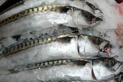 Icelandic mackerel