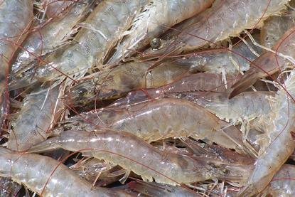 The shrimp farm is expected to be in operation before the end of the year